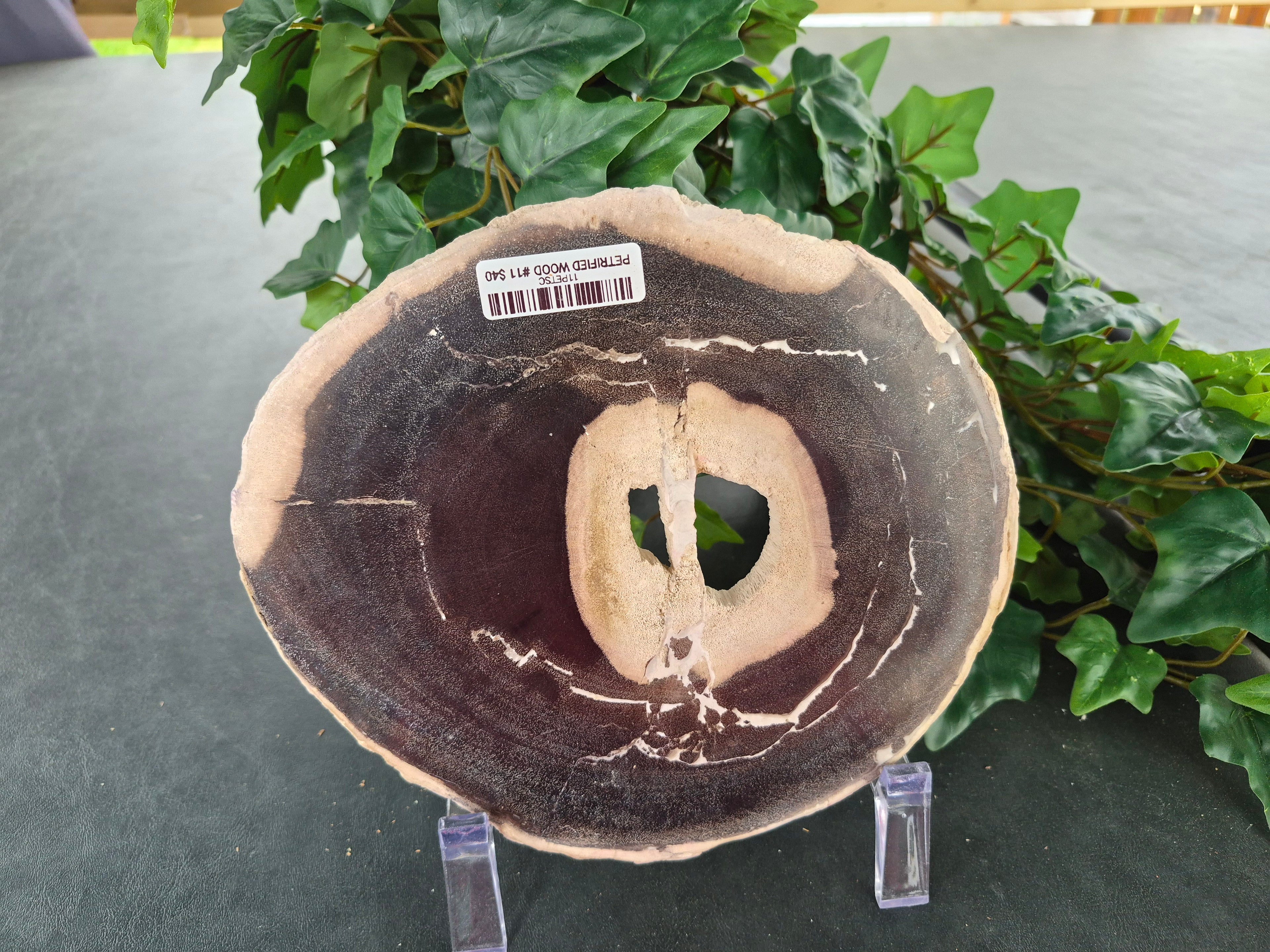PETRIFIED WOOD SLAB #11