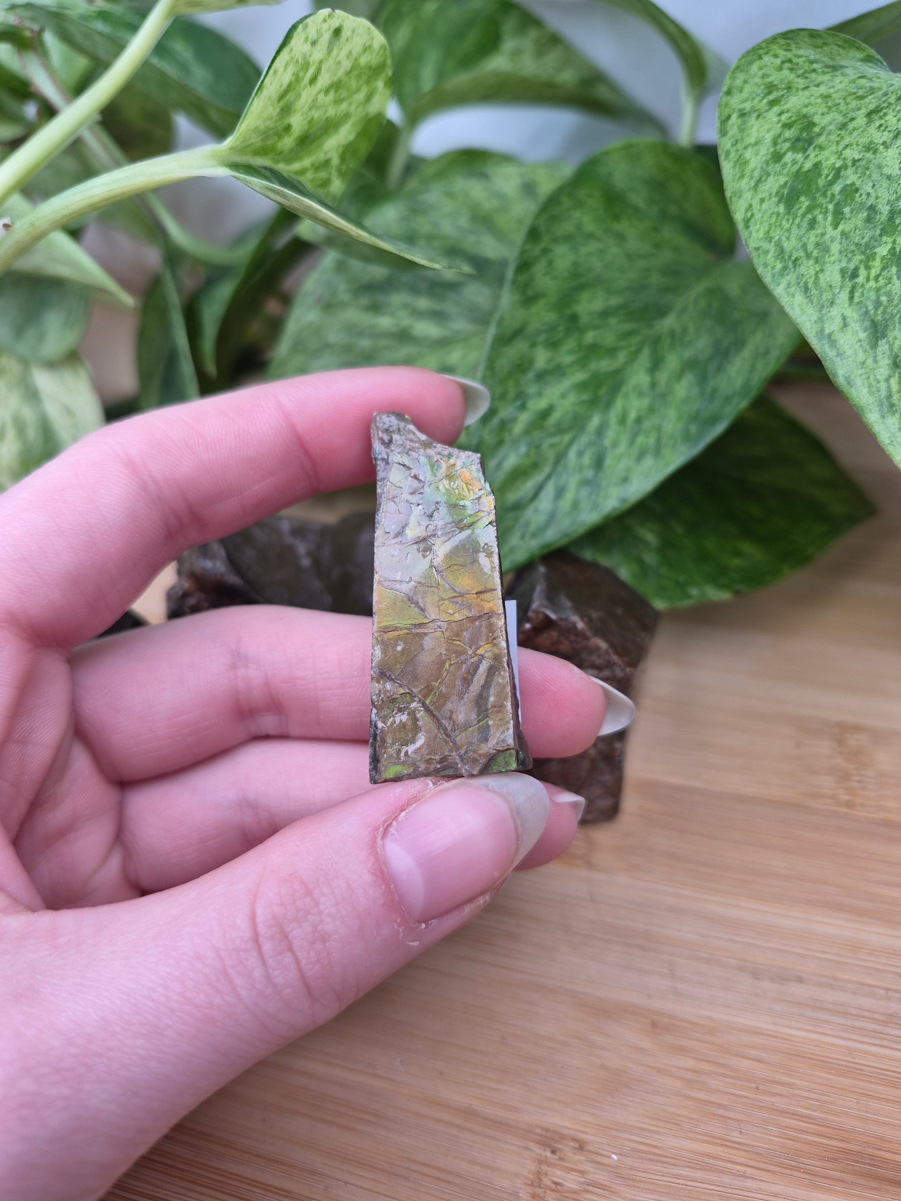 AMMOLITE ROUGH CHUNK