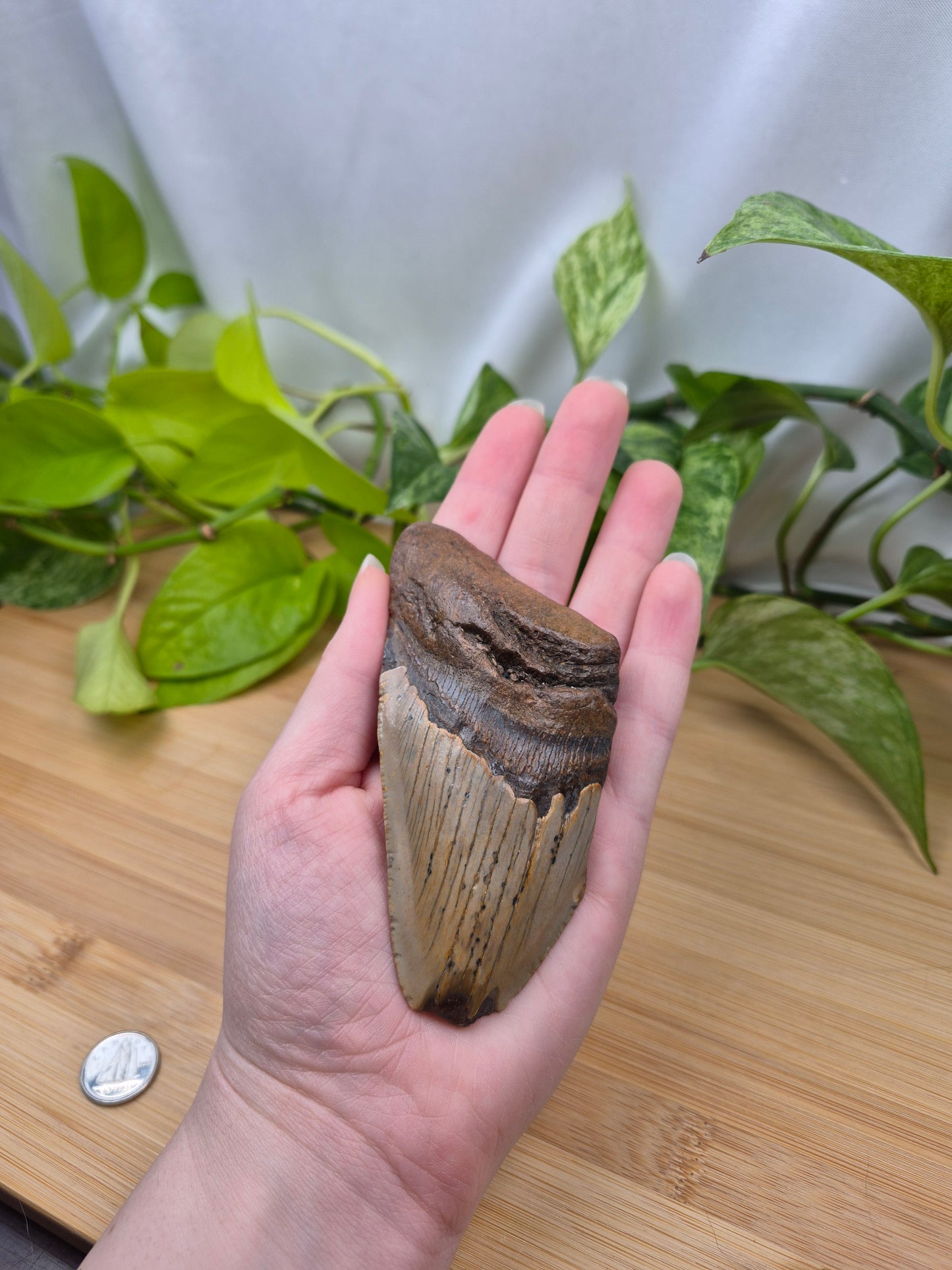 MEGALODON TOOTH