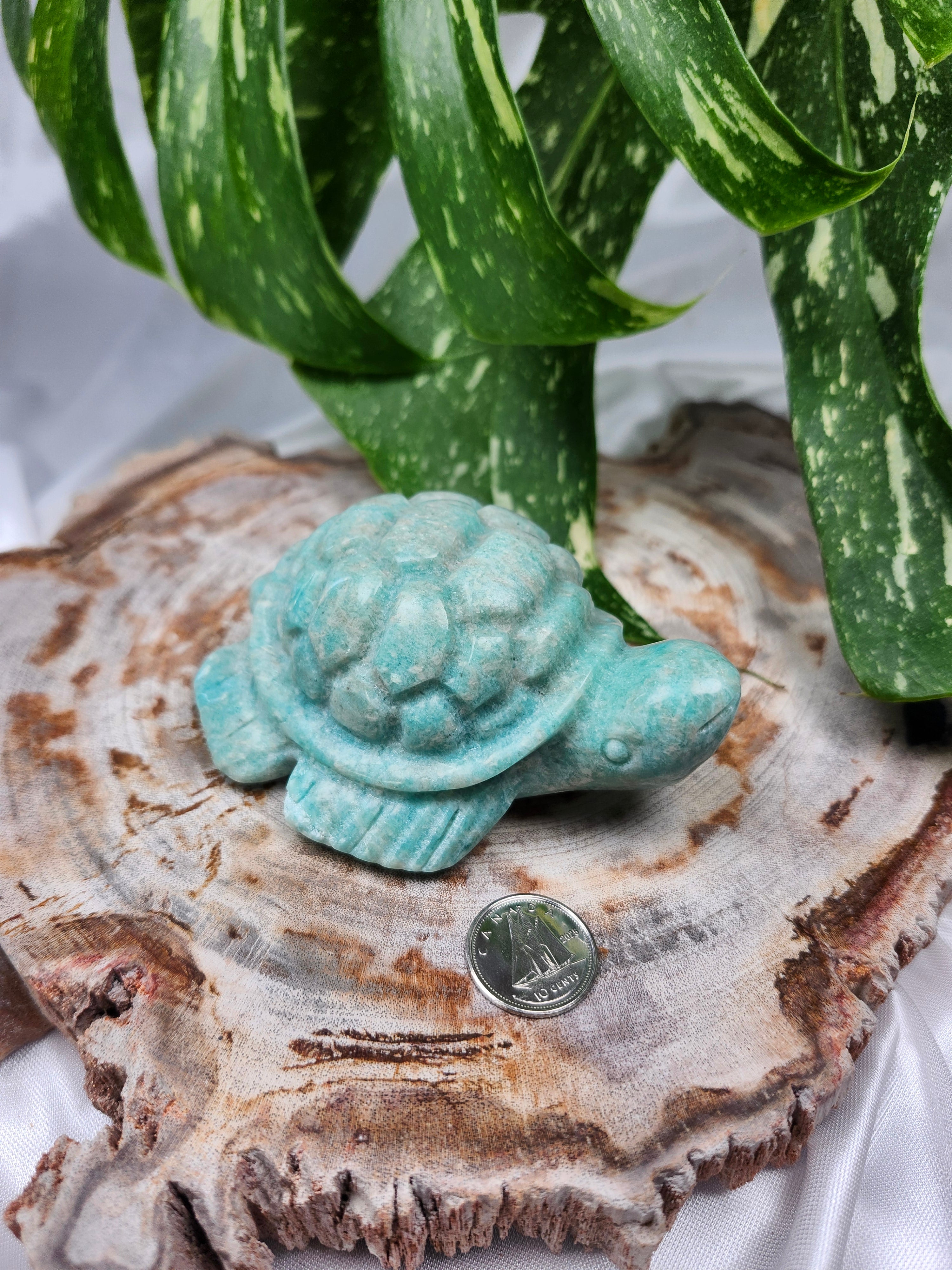 AMAZONITE TURTLE
