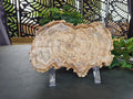 PETRIFIED WOOD SLAB #10