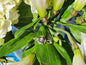 S9 STAR SILVER SHEEN SAPPHIRE .925 STERLING SILVER
