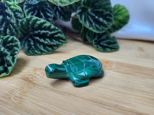 MALACHITE TURTLE