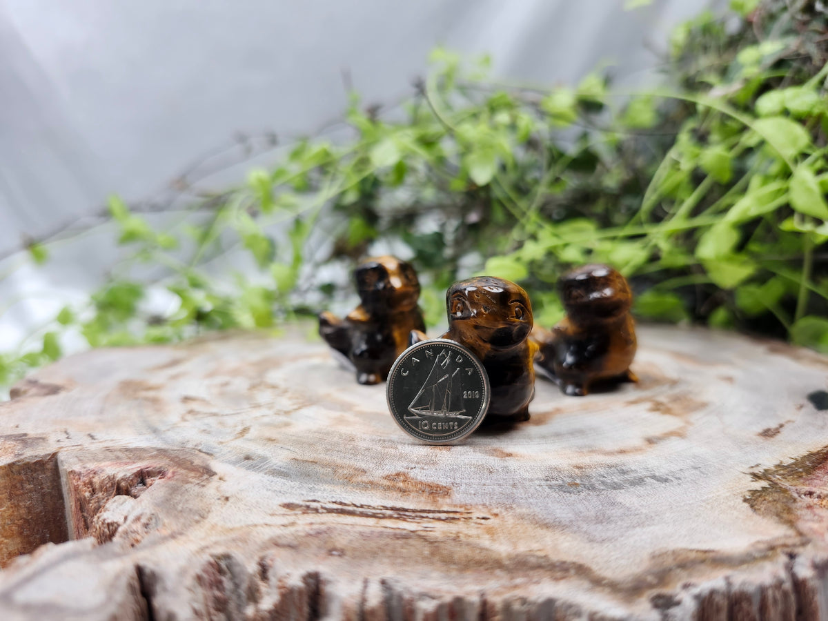 TIGERS EYE CHARMANDER