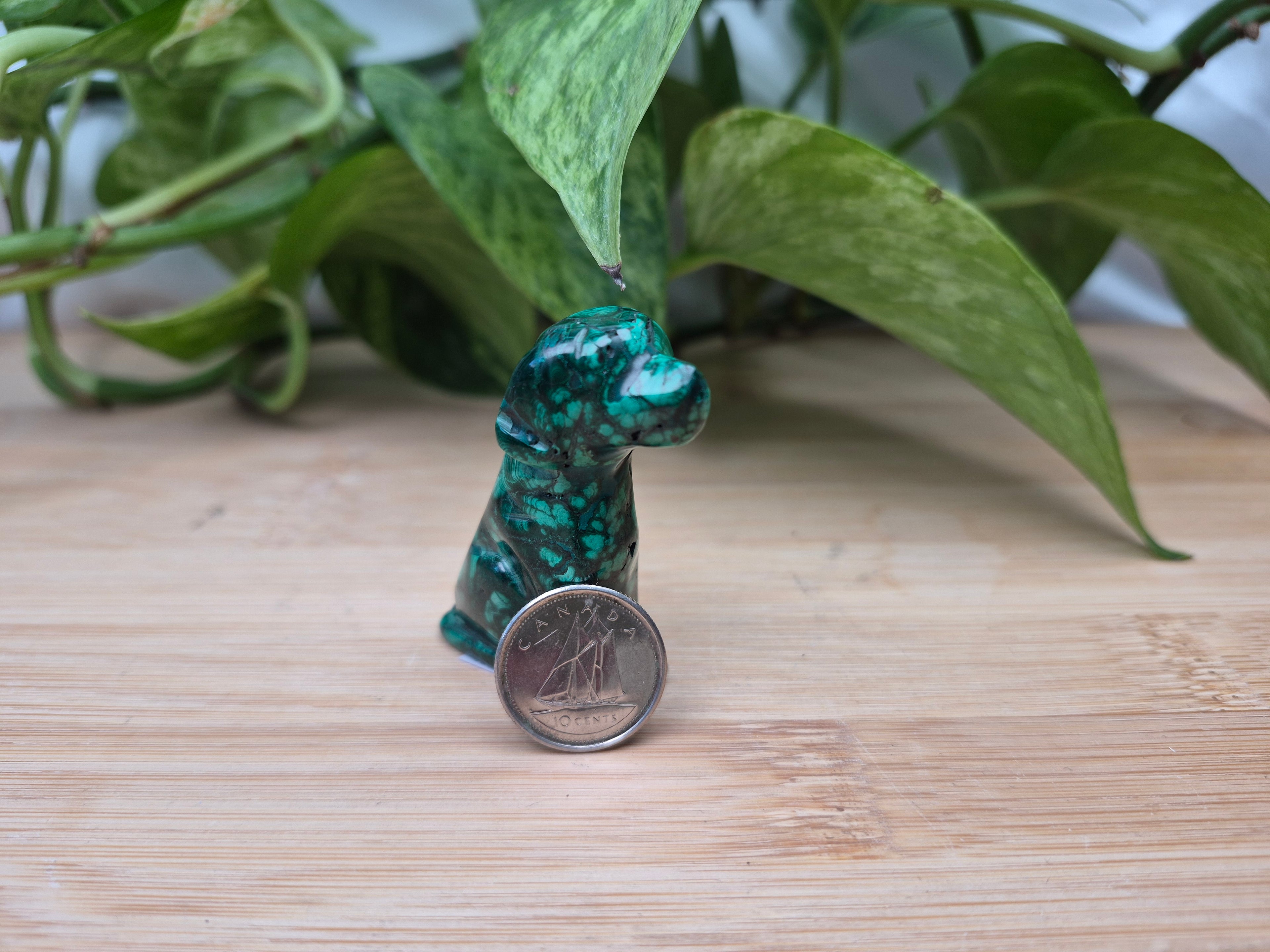 MALACHITE DOG