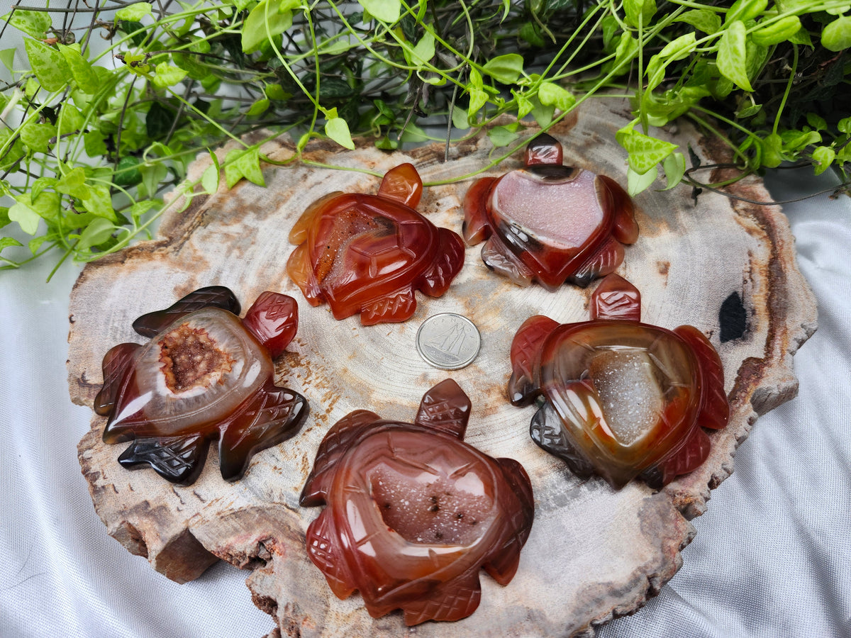 CARNELIAN TURTLE
