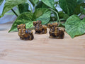 TIGERS EYE MR CRABS