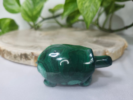 MALACHITE TURTLE