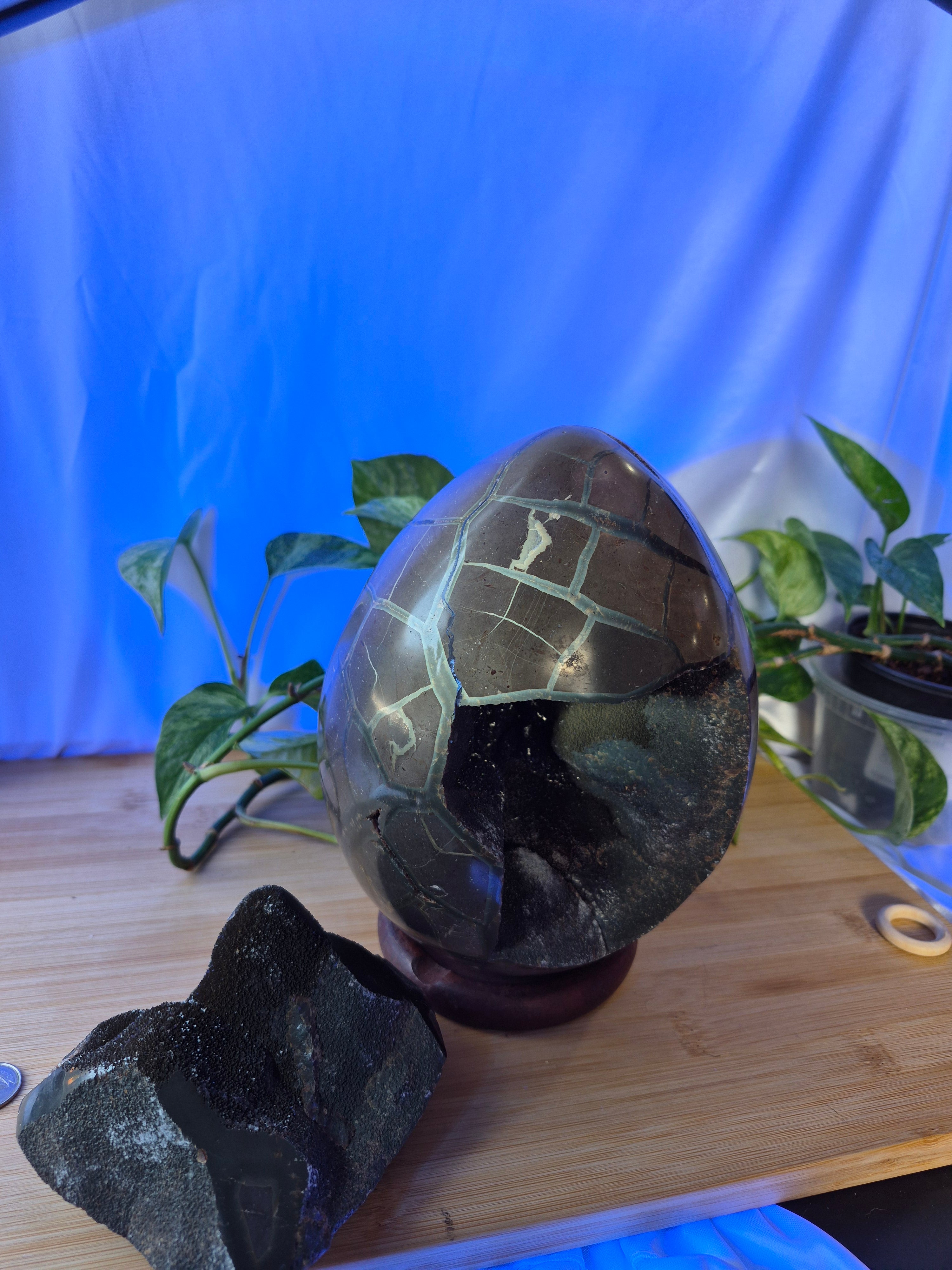 SEPTARIAN DRAGON EGG