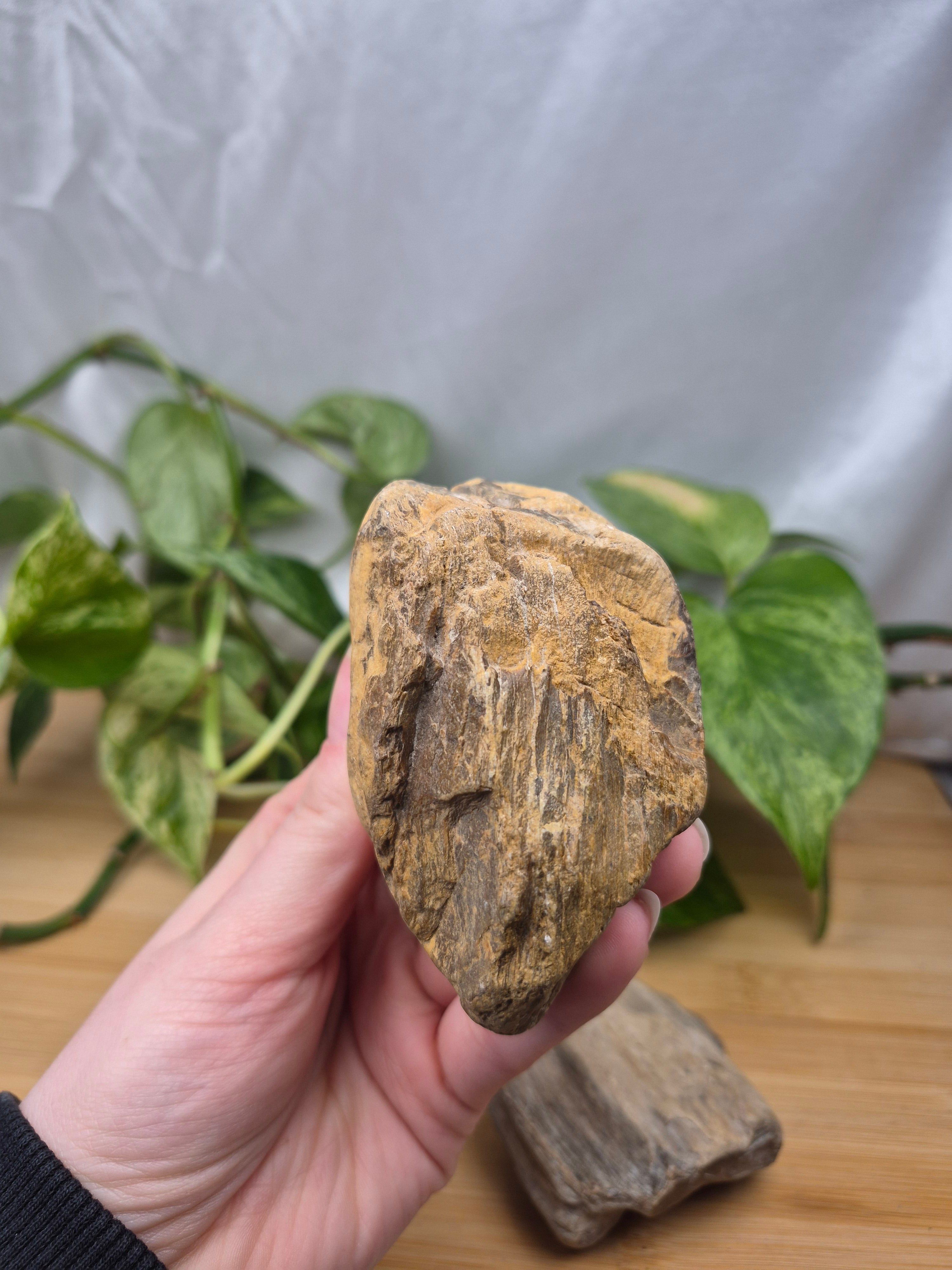 PETRIFIED WOOD ROUGH CHUNK