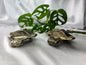 PYRITE RAZOR CREST