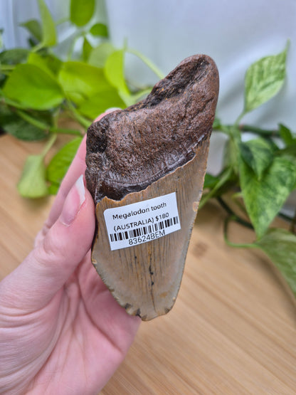 MEGALODON TOOTH