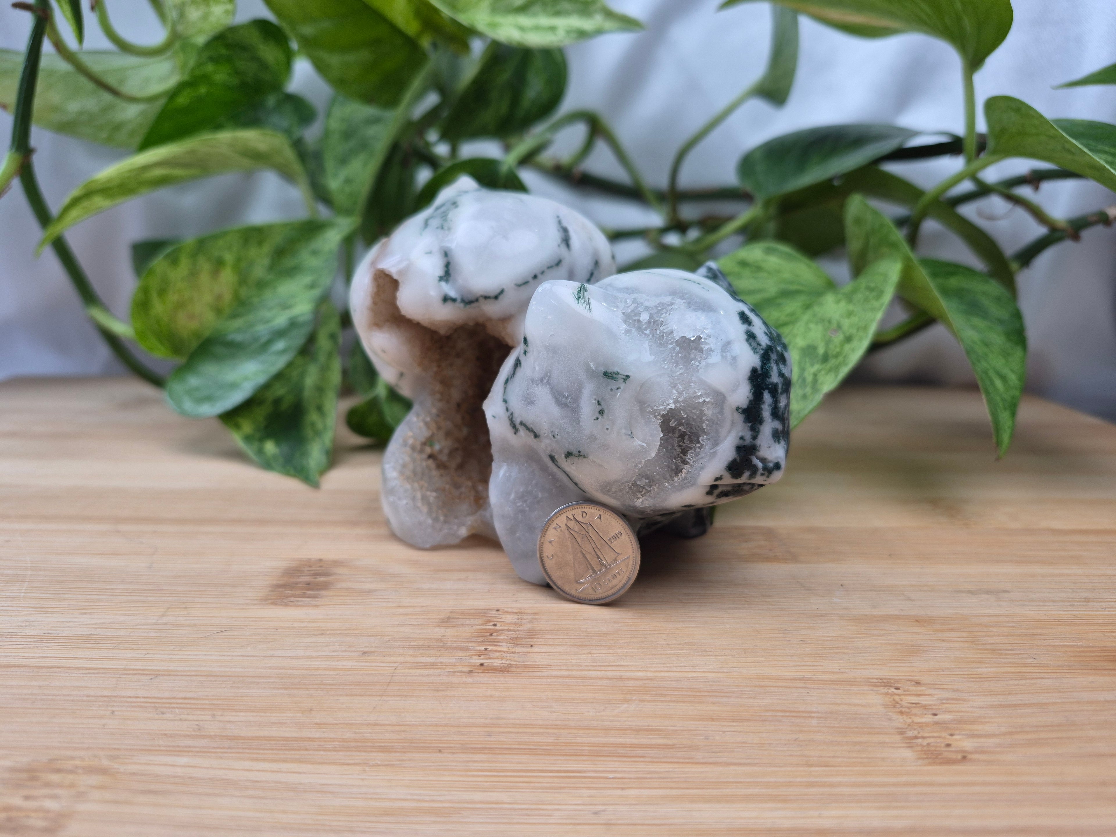 MOSS AGATE BULBASAUR XL