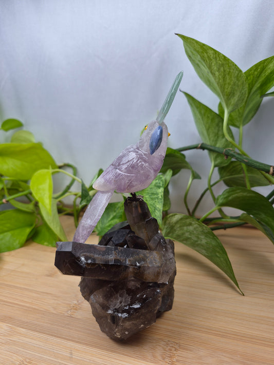 AMETHYST PARROT