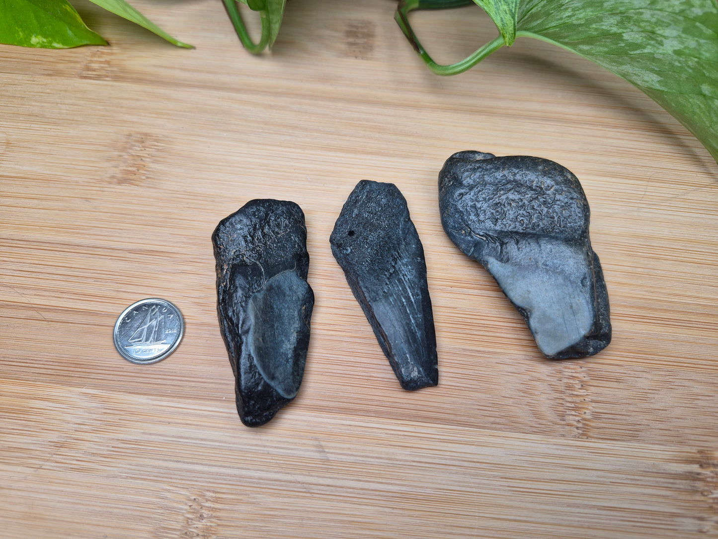 MEGALODON TOOTH FRAGMENTS, MEDIUM