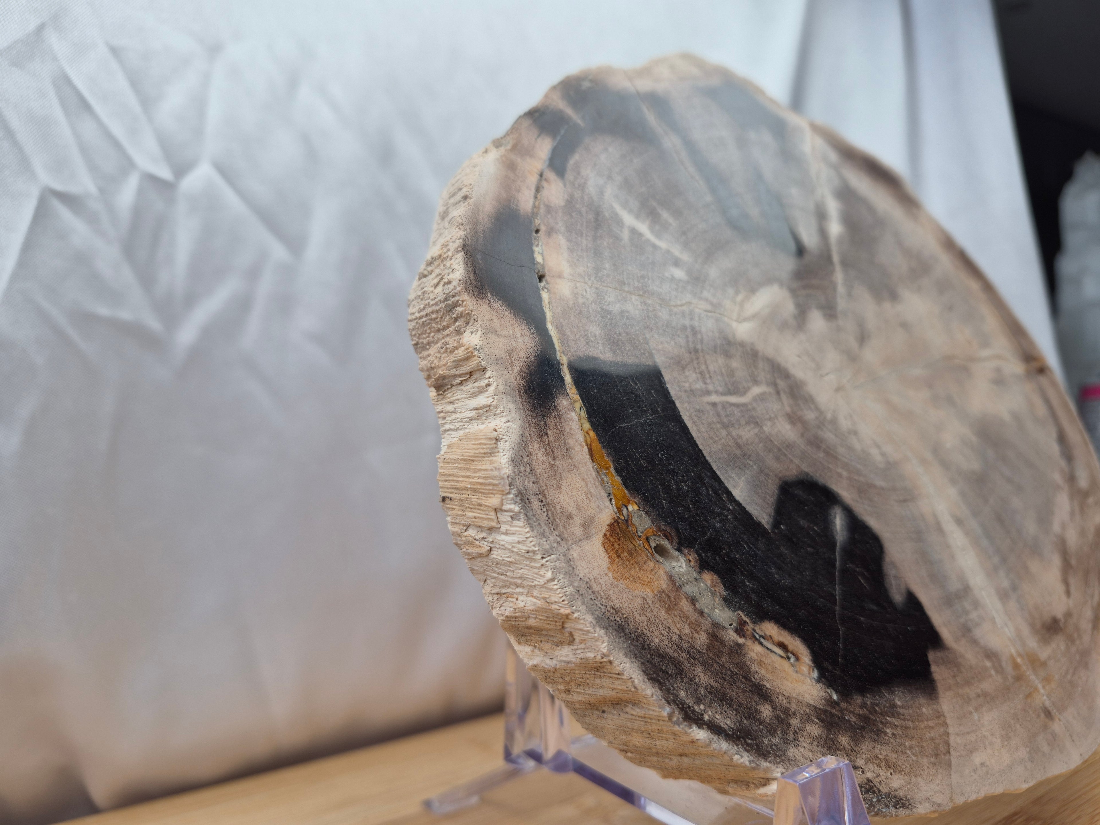 PETRIFIED WOOD SLAB 1