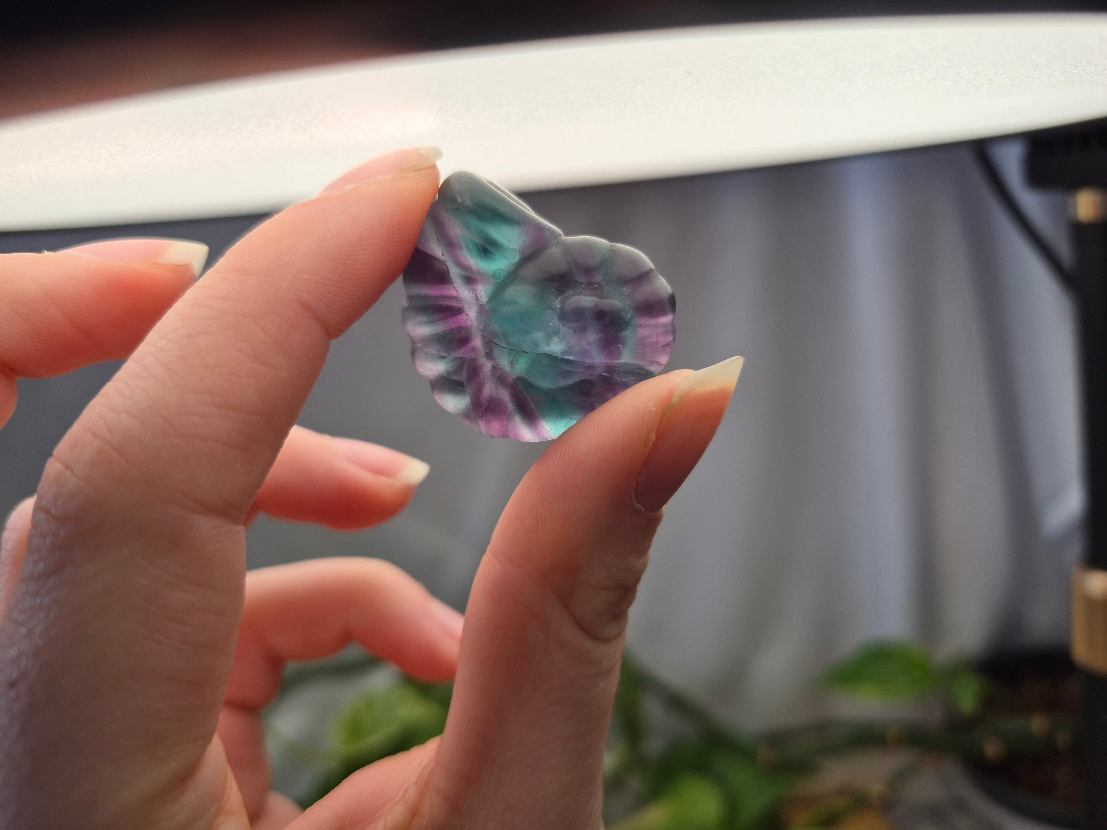 MIXED CRYSTAL AMMONITE