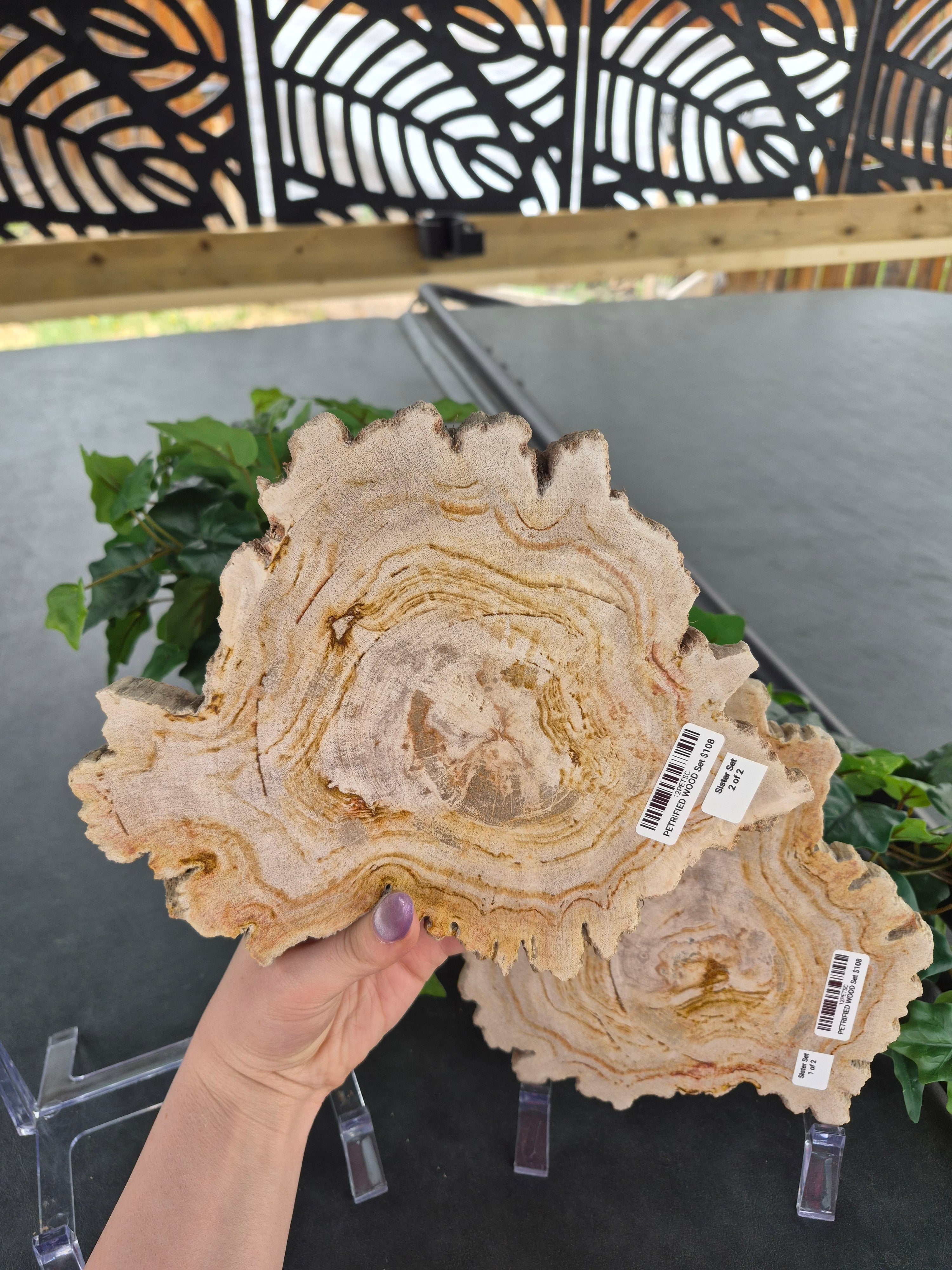 PETRIFIED WOOD SLAB SISTERS #12
