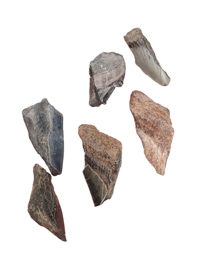 MEGALODON TOOTH FRAGMENTS (SMALL)