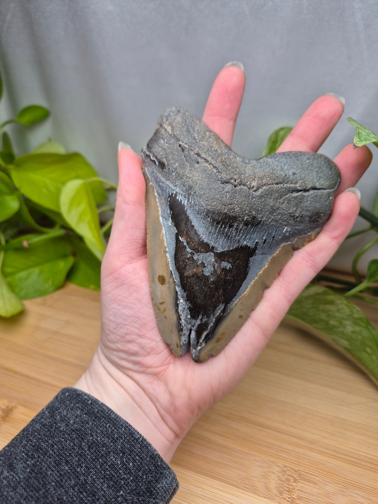 MEGALODON TOOTH XL