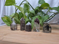 GARDEN QUARTZ TOWER 31g - 40g