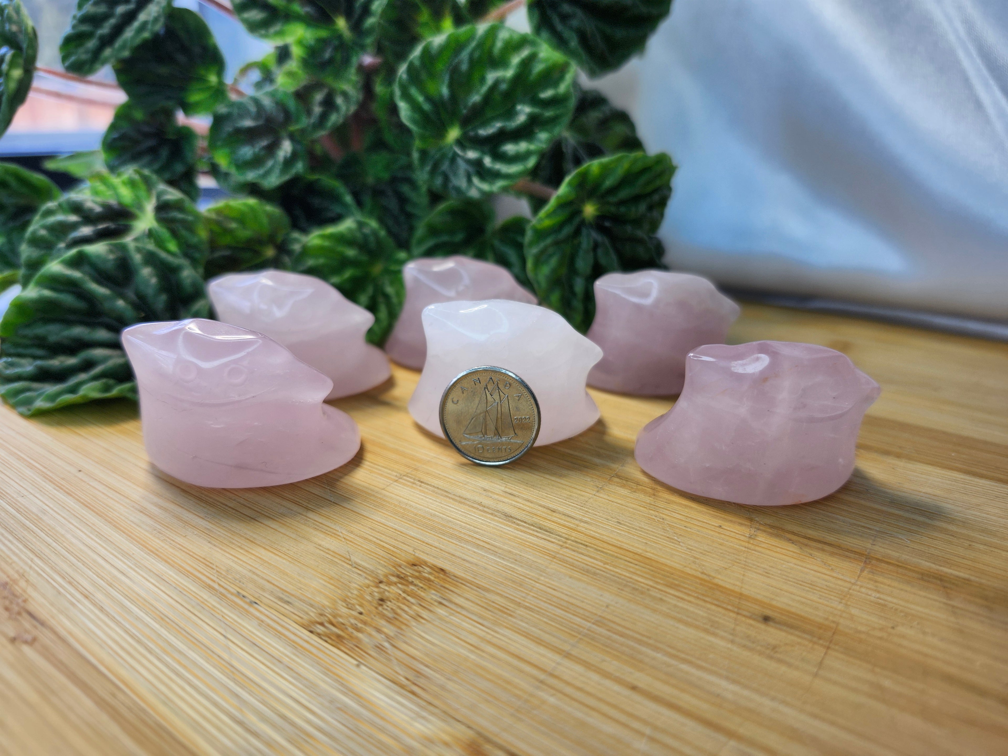 ROSE QUARTZ DITTO