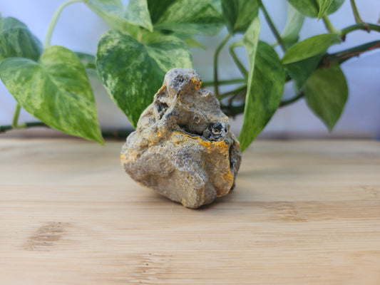 BUMBLEBEE JASPER #3