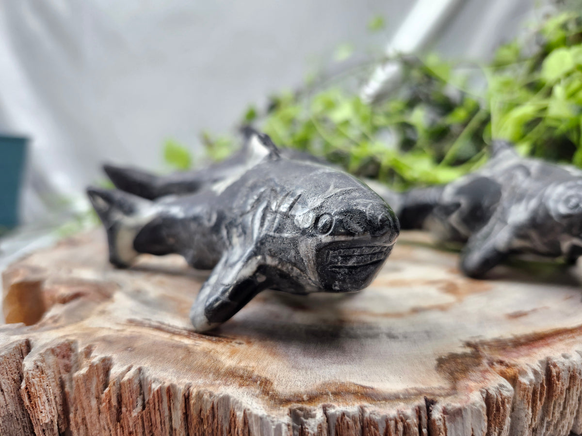 SHELL JASPER SHARK