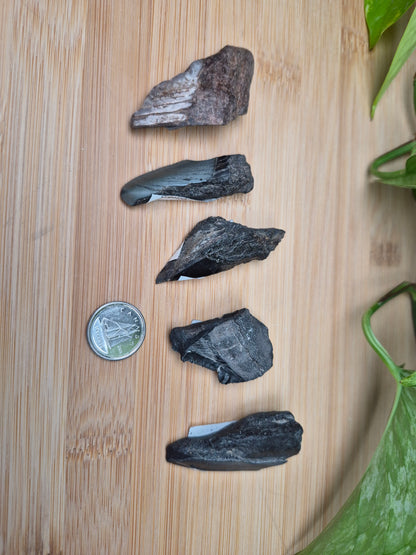 MEGALODON TOOTH FRAGMENTS (SMALL)