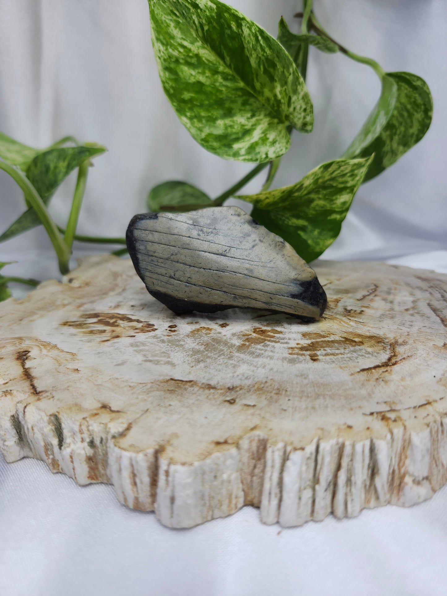 MEGALADON TOOTH #3