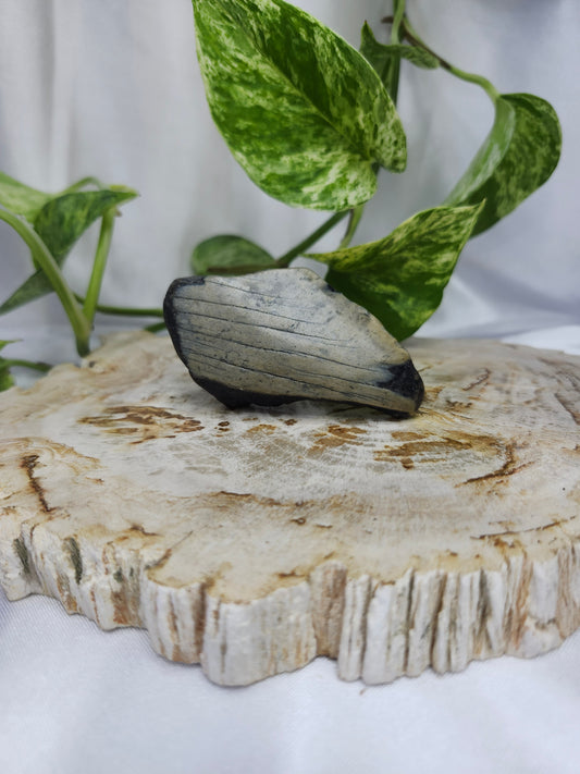 MEGALADON TOOTH #3