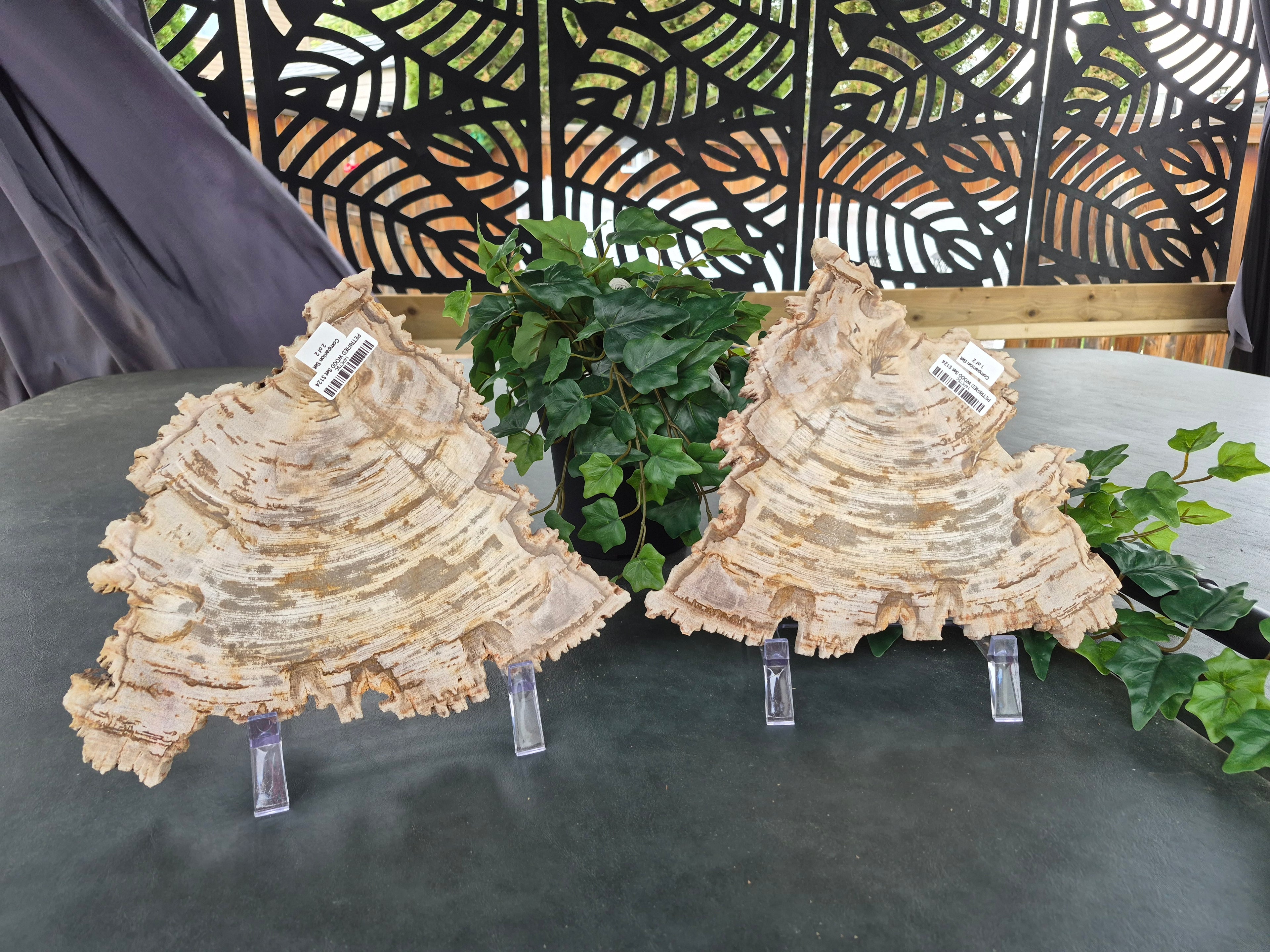 PETRIFIED WOOD SLAB COMPANION SET #14