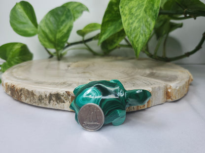 MALACHITE TURTLE