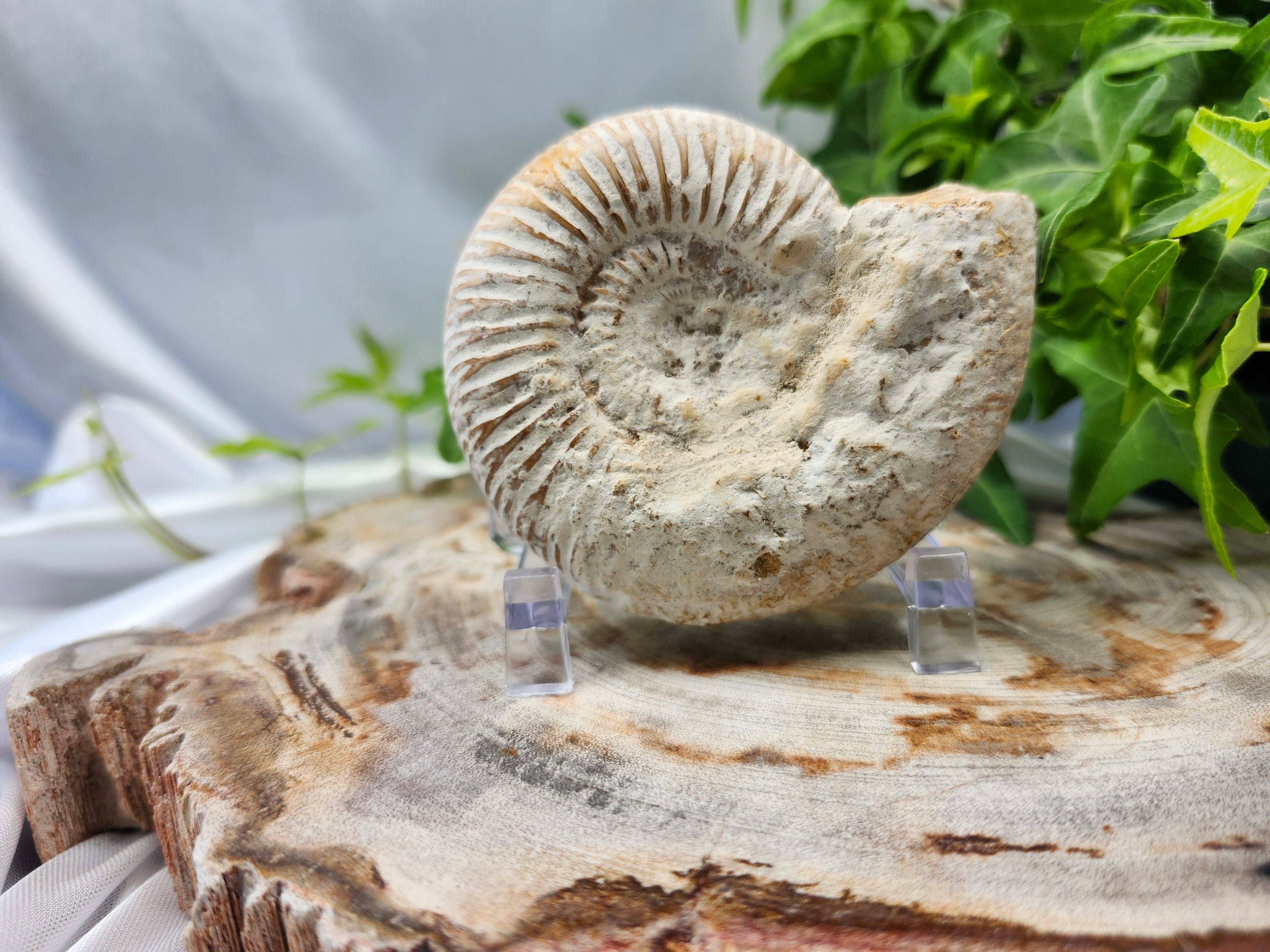 AMMONITE FOSSIL
