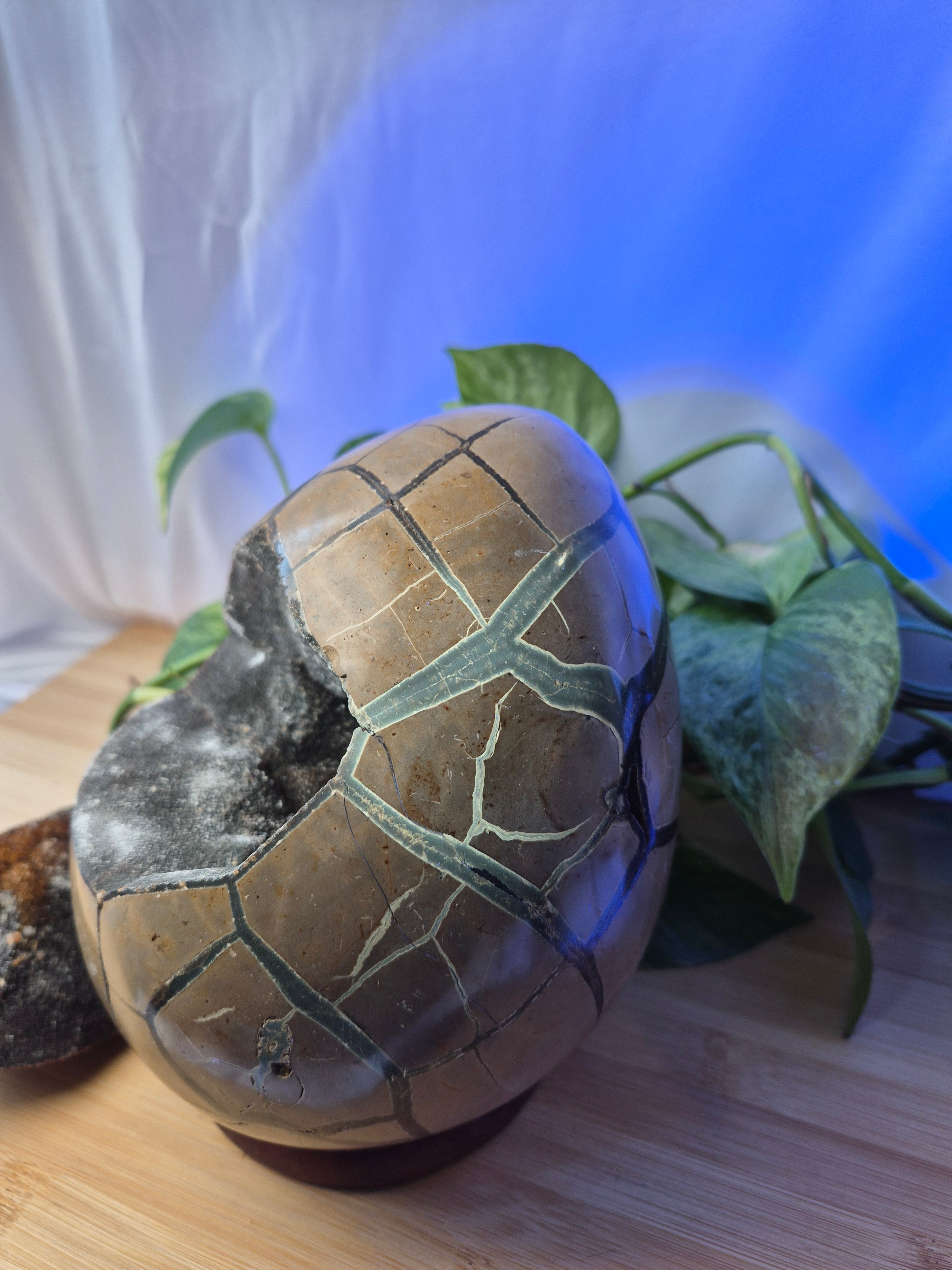SEPTARIAN DRAGON EGG