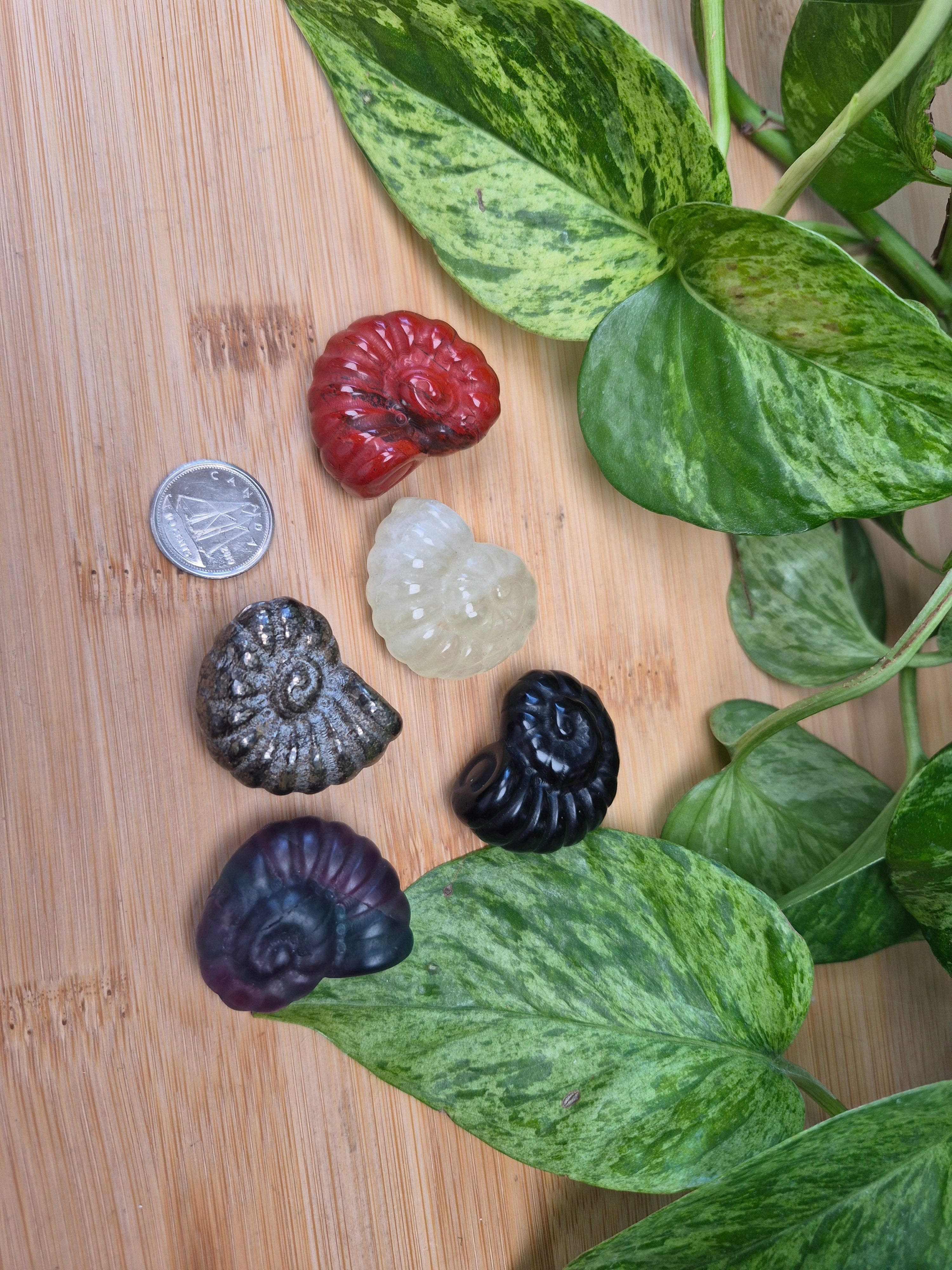 MIXED CRYSTAL AMMONITE