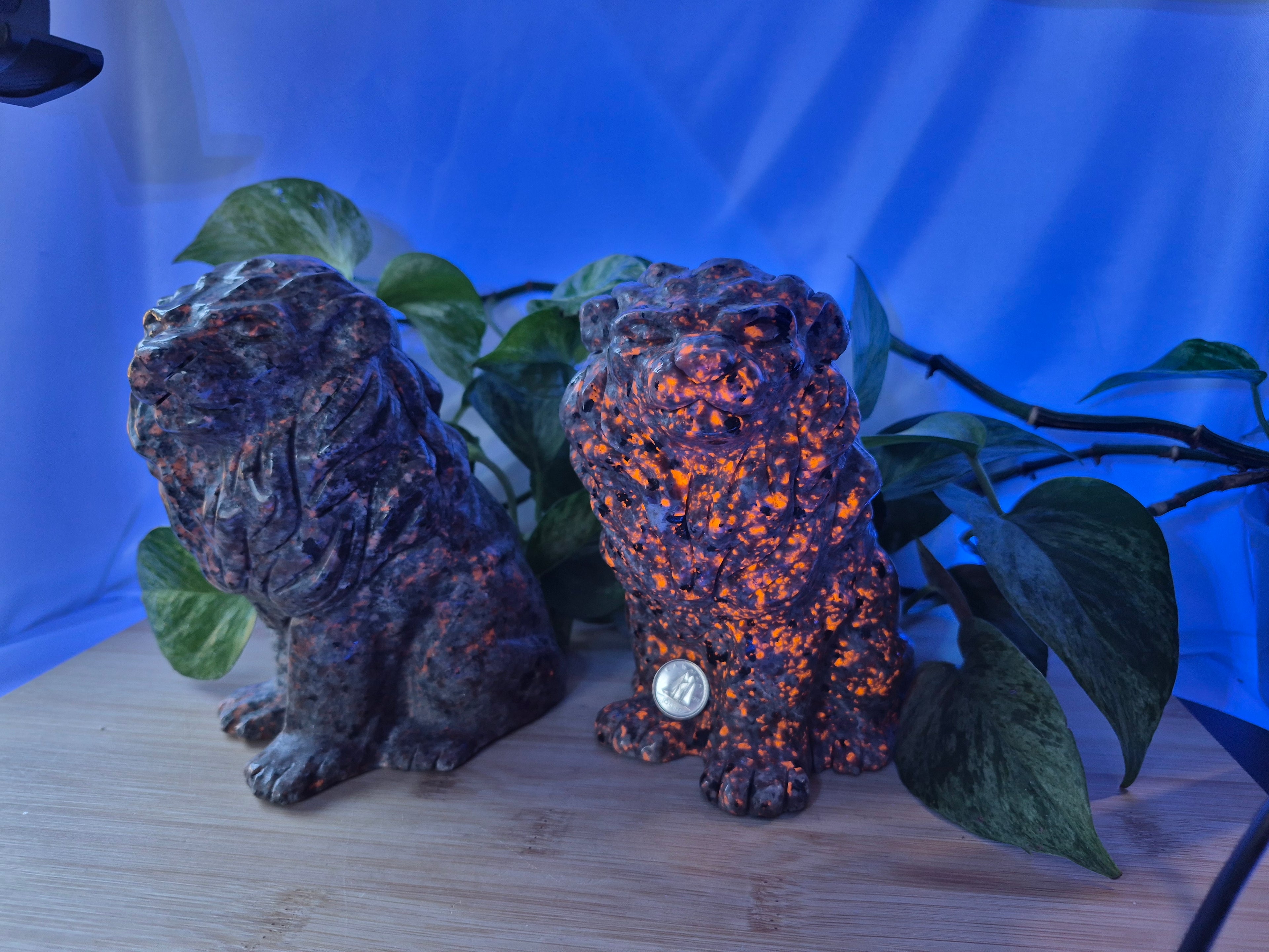 YOOPERLITE SITTING LION XL