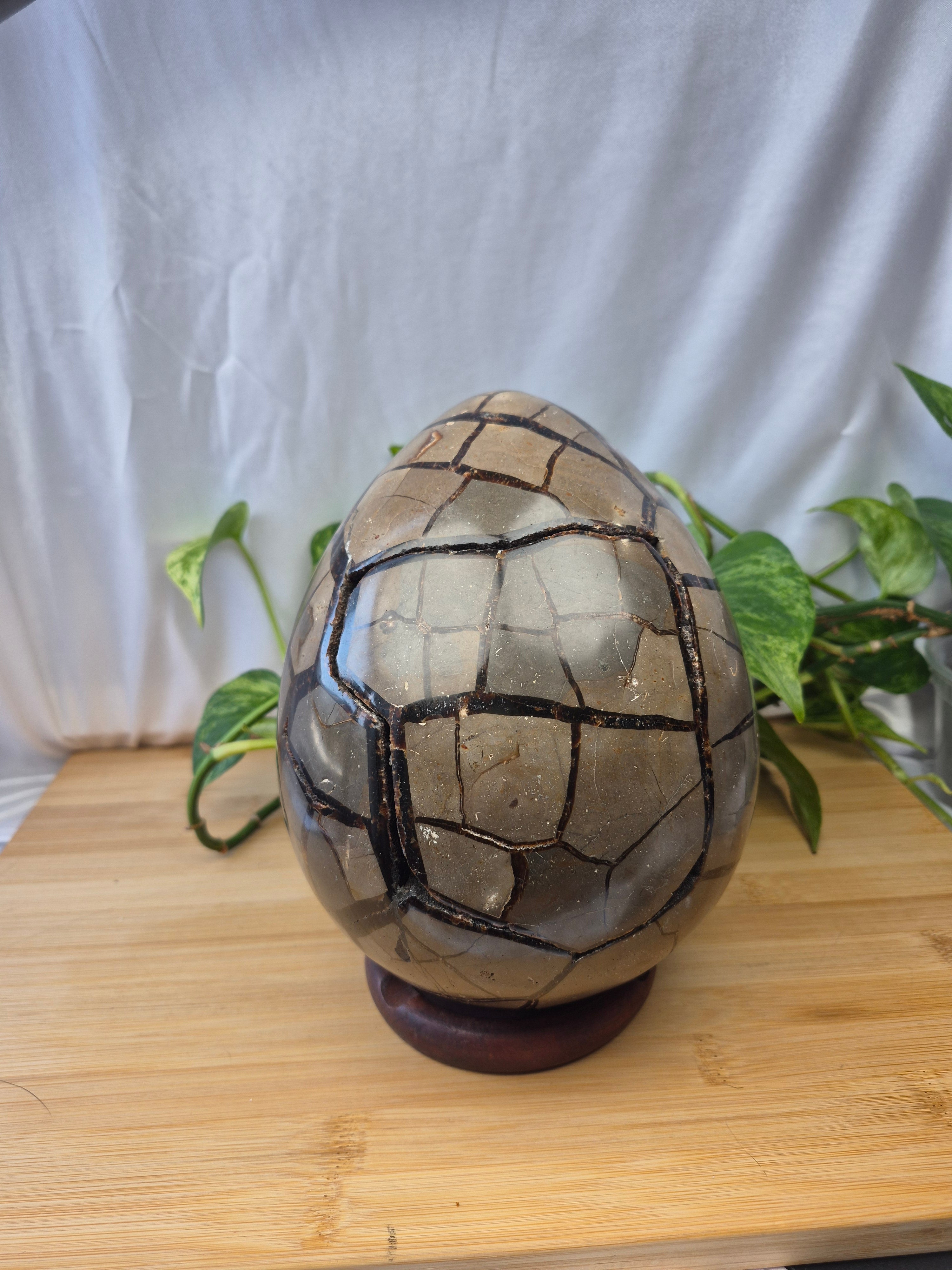 SEPTARIAN DRAGON EGG