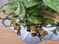 TIGERS EYE BEE