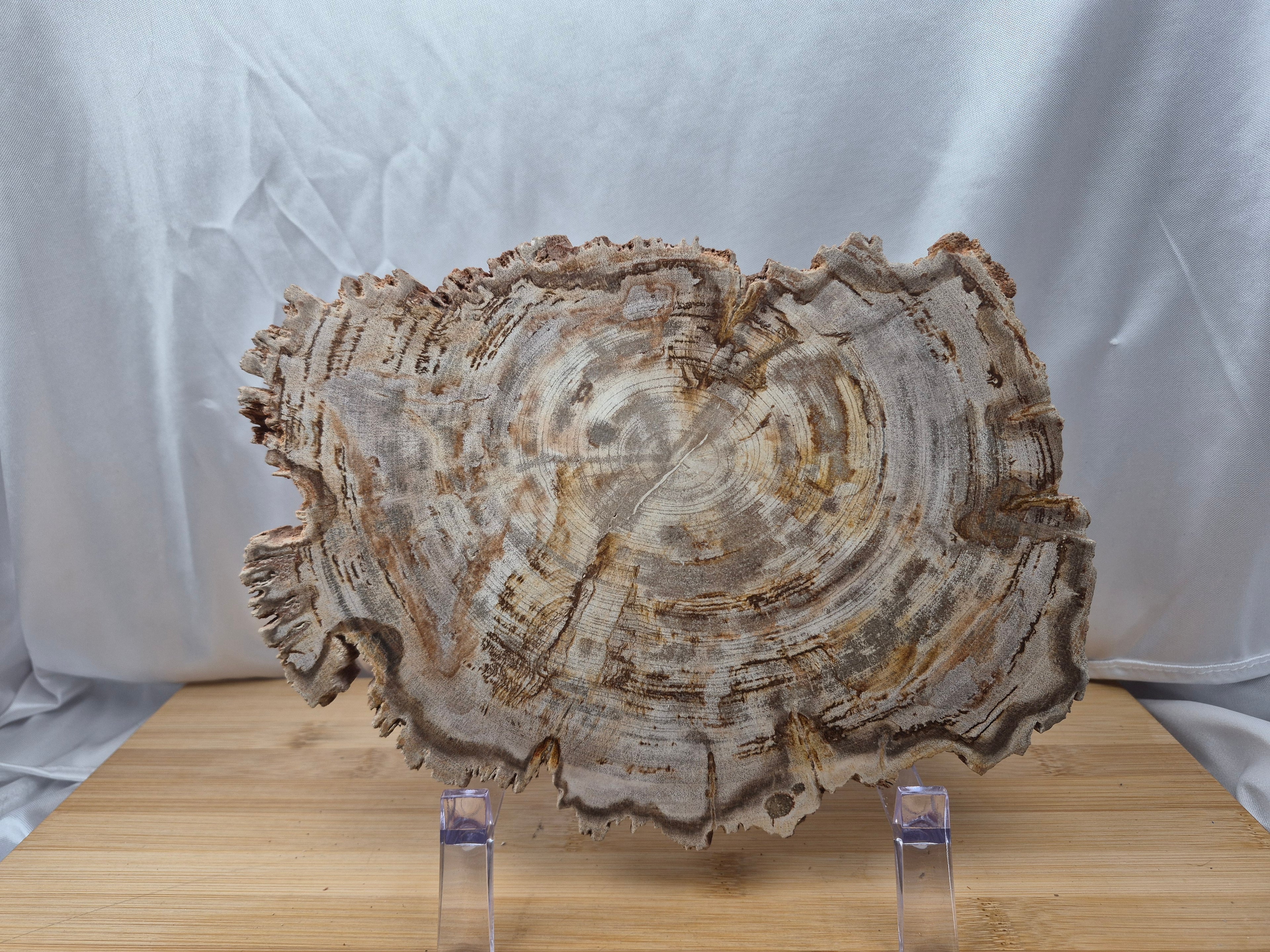 PETRIFIED WOOD SLAB 7