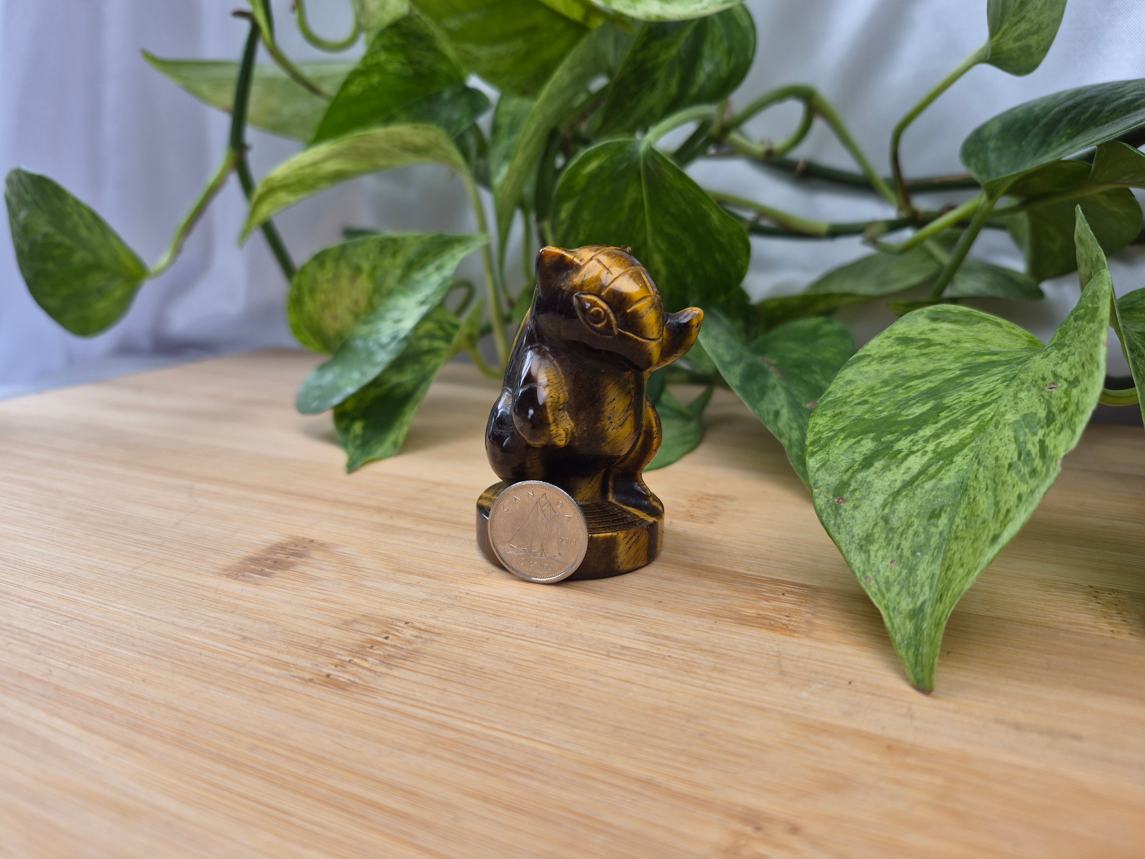 TIGERS EYE SANDSHREW MD