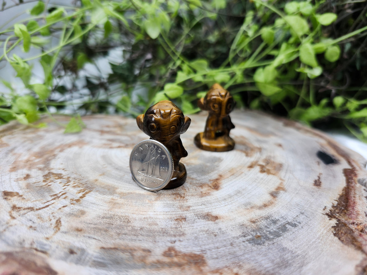 TIGERS EYE CHIMCHAR