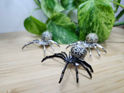 DALMATION JASPER SPIDER