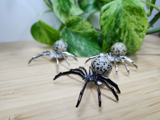 DALMATION JASPER SPIDER