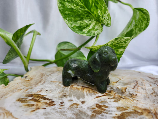 JADE DACHSHUND DOG
