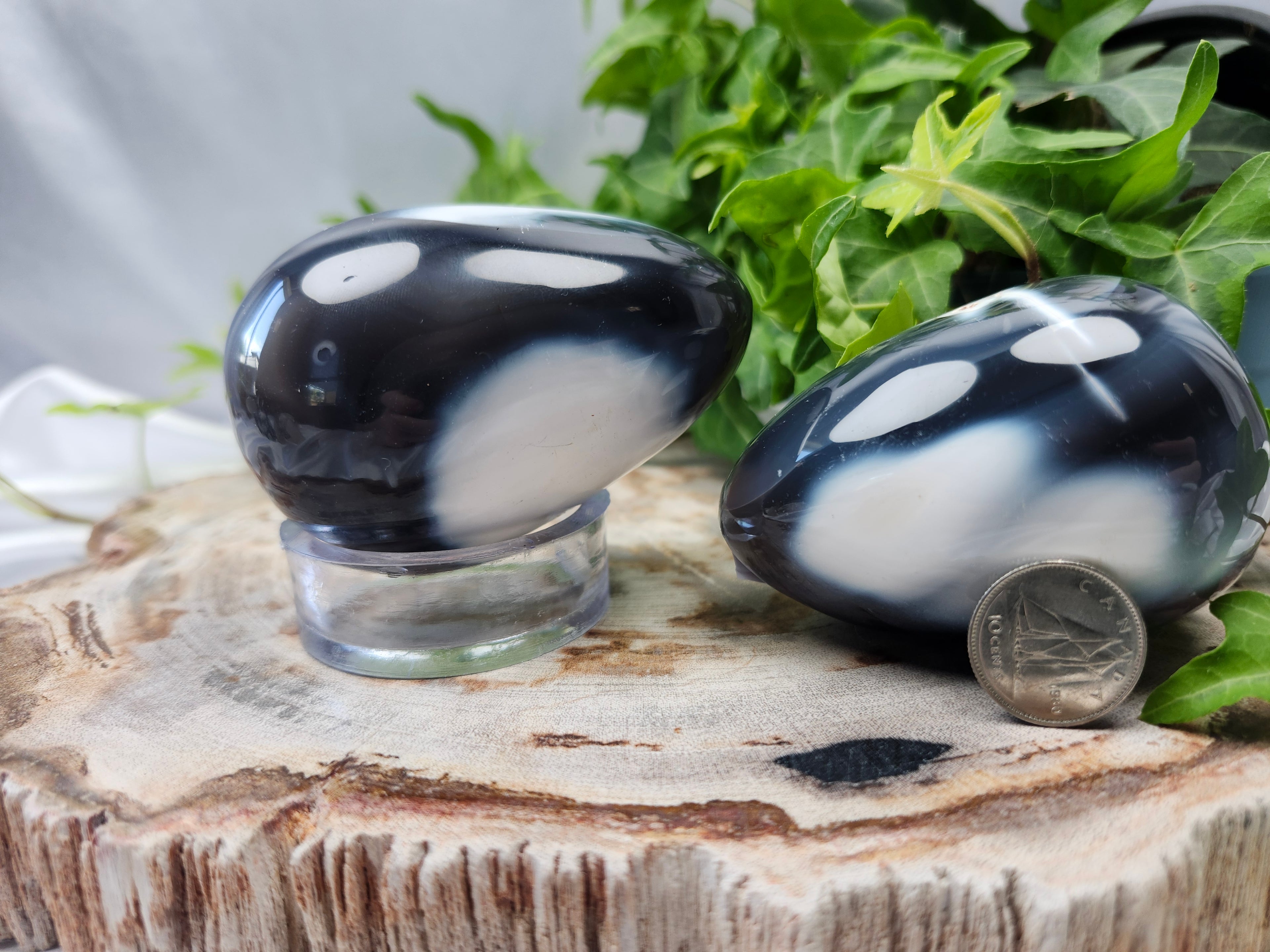 ORCA AGATE EGG
