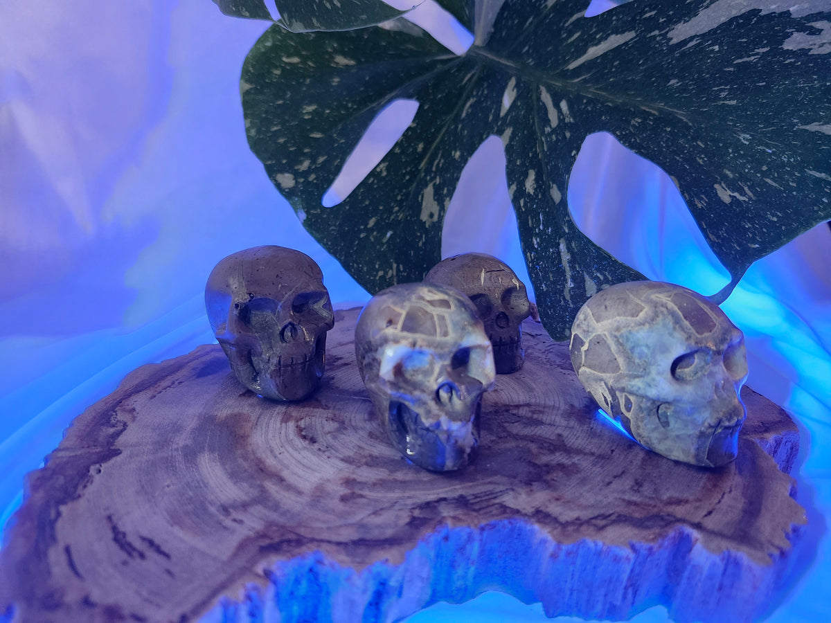 SEPTARIAN SKULL