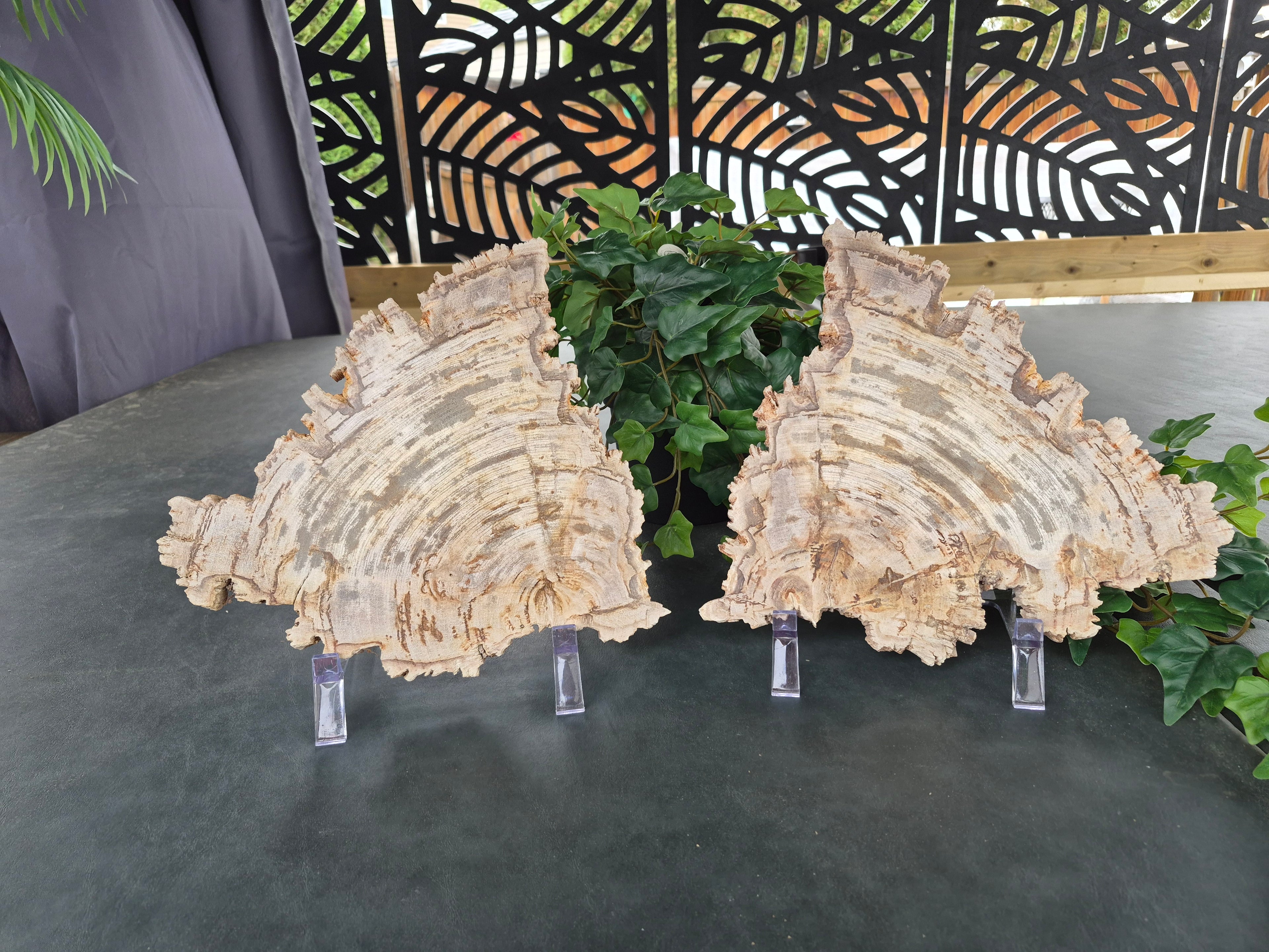 PETRIFIED WOOD SLAB COMPANION SET #14