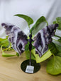 AMETHYST BUTTERFLY WINGS