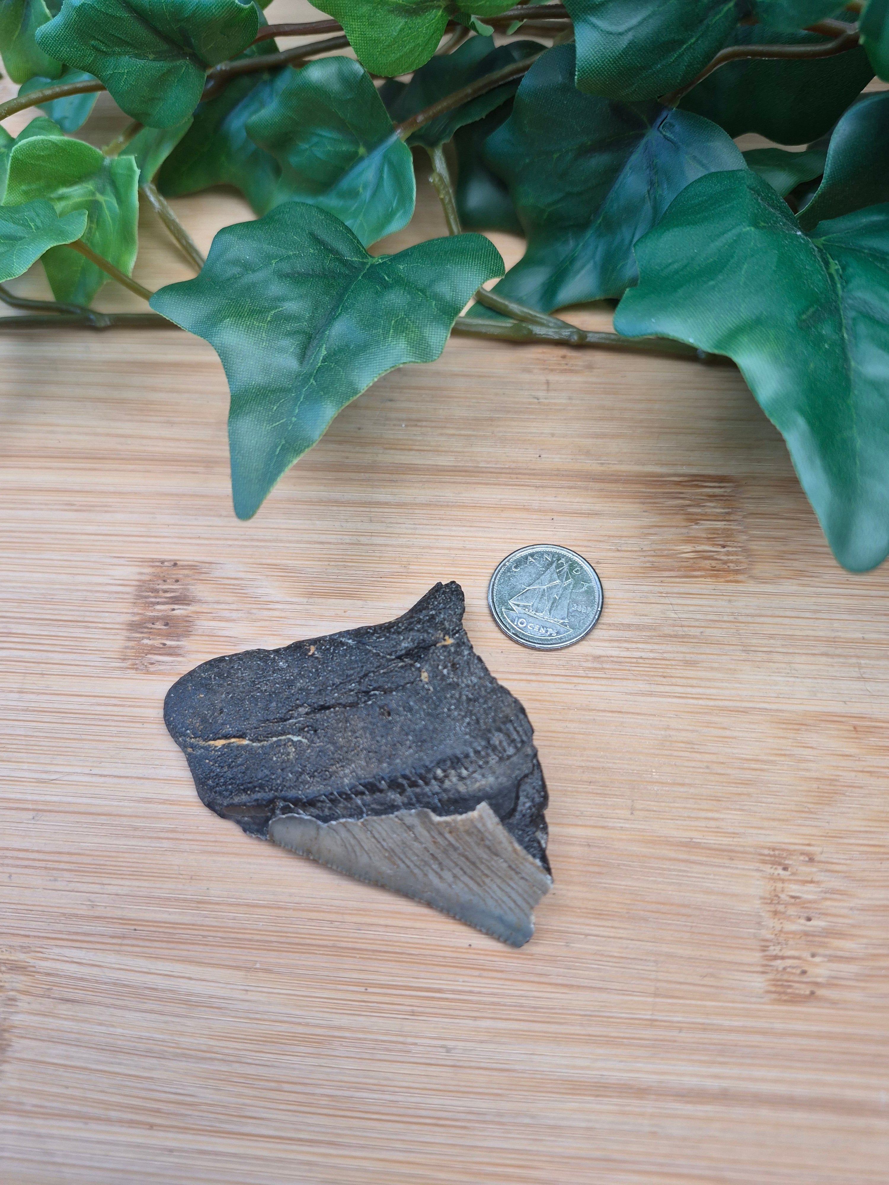 MEGALADON TOOTH